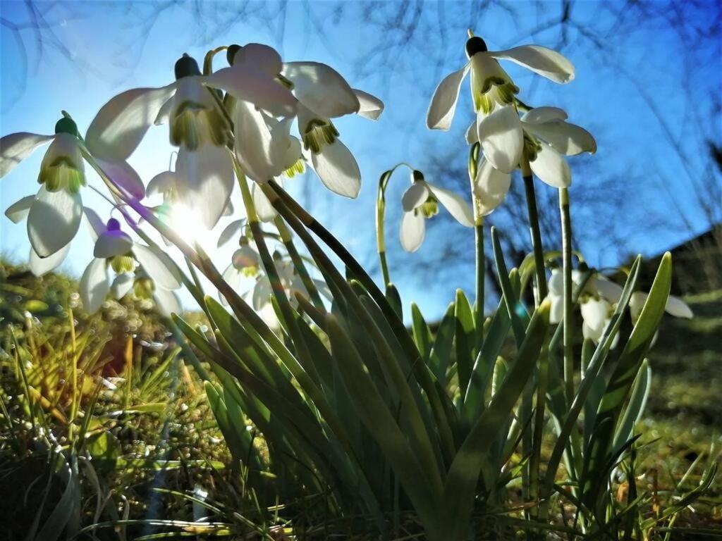 Greenhill Brasov Bagian luar foto